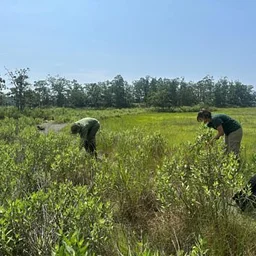 Native Seed: Collecting & Harvesting
