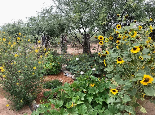 Native Plants of the Ancestral Trail: Identification and Indigenous Uses of Local Flora