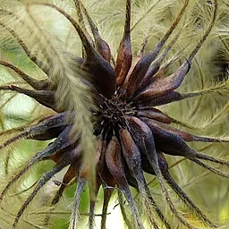 Seed Saving Workshop