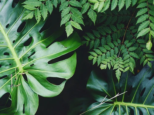 Plant Fair- Wine Wednesday