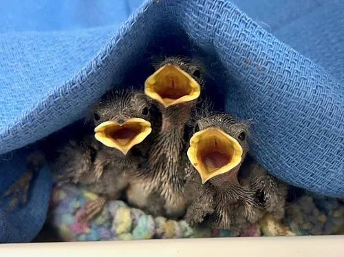 Pacific Wildlife Care Presents: Wildlife Babies ~ When to Help and When to Leave Them Be? 