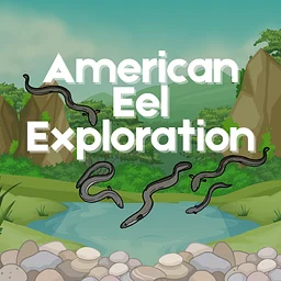 American Eel Exploration