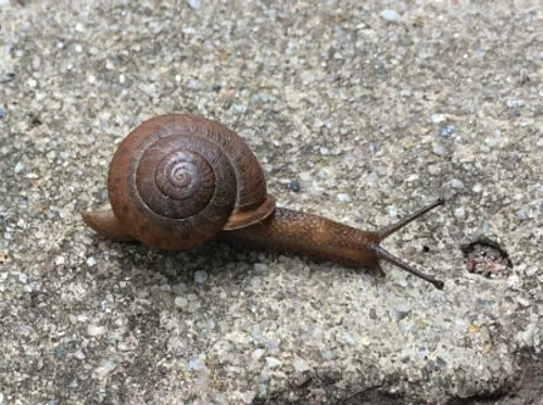 Talks & Treks: Snail Walk