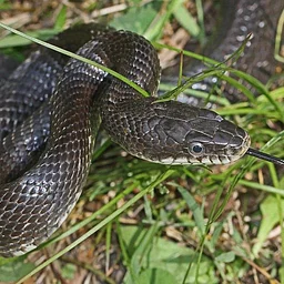 Animal Encounter: Snake Feeding Demonstration (for everyone)