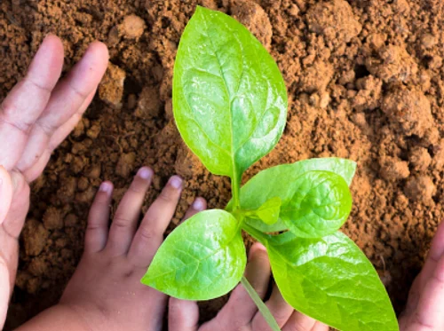 Plant Needs: Air All Around Us · June Seeds to Sprouts