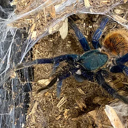 Special Holiday Stroller Safari: Spooky Skeletons (Oct. 28 & 31)