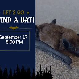 Let's Go Find a Bat!