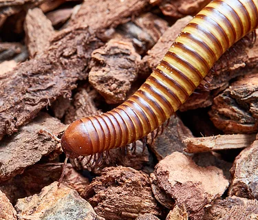 ROAR Connections: The Buzz on Bugs