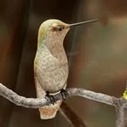Birds of Vermont Museum