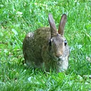 Tales on the Trails – What’s Hopping in the Garden