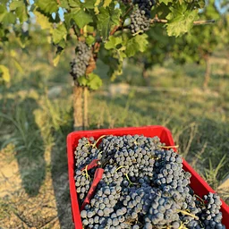 Free Wine Tasting with Vini Ragerra