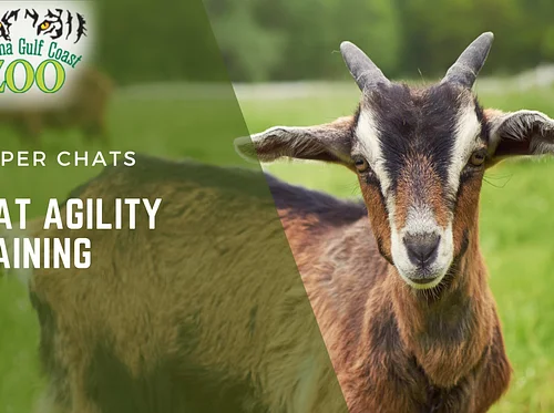 Goat Agility Training