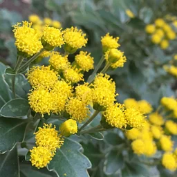 Guided Garden Tour – November 21