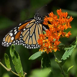 Monarchs & Beyond: Pollinator Stewardship