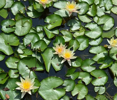 Austin Pond Society April Meeting and Plant Swap