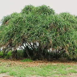 Hoaʻāina Stewardship Day at Niuliʻi