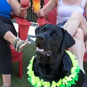 Park-9 Luau