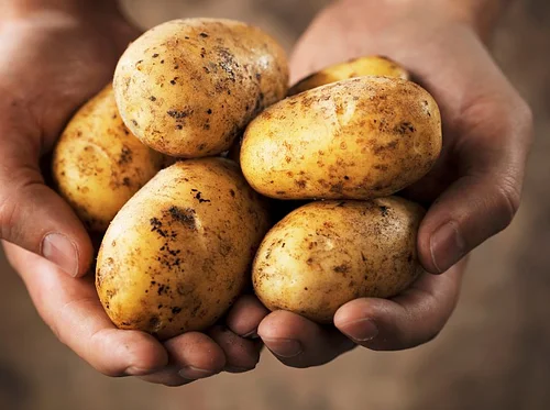 Rooted in History: Long Island Potatoes
