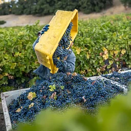 Meet The Winery - Allegretto Vineyards Special Wine Tasting