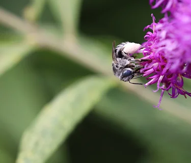 Planting for Specialist Pollinators