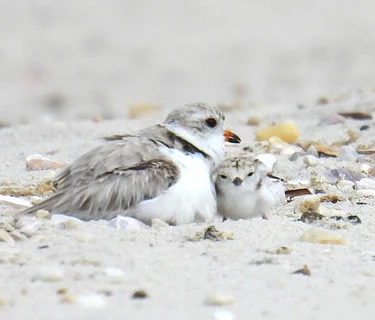 Friday Morning Birders - TBA