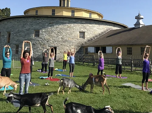 Goat Yoga – August 15