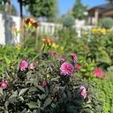 Basics of Landscape Design