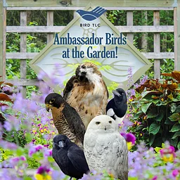 Bird TLC Ambassador Birds in the Garden
