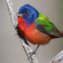 Painted Bunting Celebration: A Day of Art & Nature at Felts Audubon Preserve