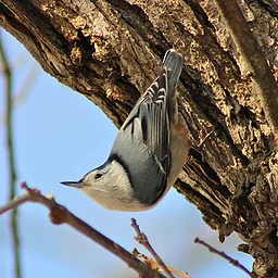 October Bird Monitoring Walk