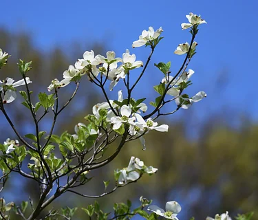 Garden Learning Series – Tree ID