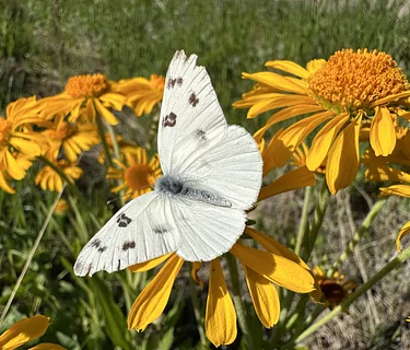 GRVP Wildflower Hike II