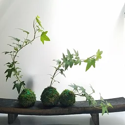Kokedama: Learn to make your own Japanese Floating Garden