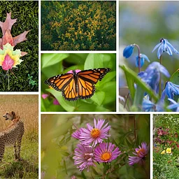 Colors of Nature