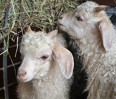 Baby Farm Animal Celebration