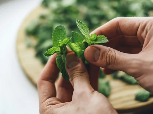 The Many Medicinal Wonders of the Mint Family