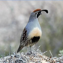 Bird Walk