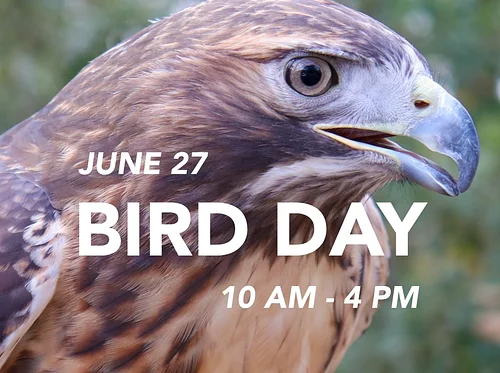 Bird Day