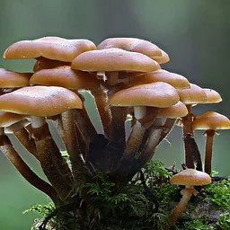 Western PA Mushroom Club – Frick Environmental Center