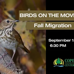 Birds on the Move: Fall Migration