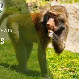 Baboon Chat