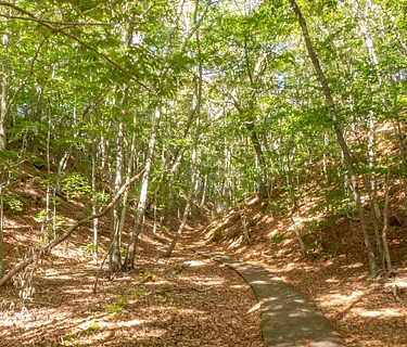 Beech Forest Tree and Shrub Identification Field Class