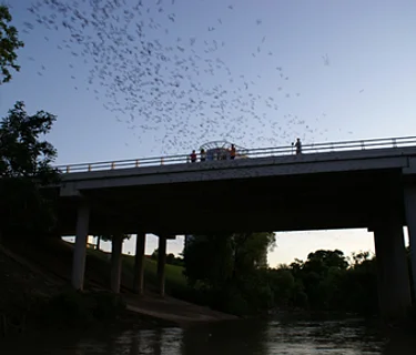 Buffalo Bayou Cruise: Bats