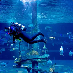 Community Pond Dive Show