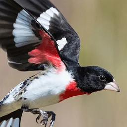 Exploring the Mystery of Bird Migration