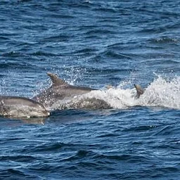 Mid-Coast Audubon: “Cashes Ledge: The Yellowstone of the North Atlantic” with Zack Klyver