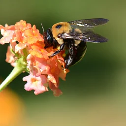Great Southeast Pollinator Census