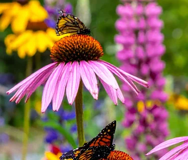 The Birds and the Bees and Beyond: The Inside Story of Pollination presented by Boulder County Parks and Open Space