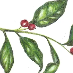 Seasonal Greens in Colored Pencil and Micron Pen