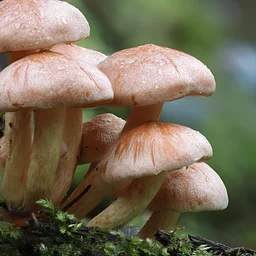 Botany for Botanical Illustration: Fungi